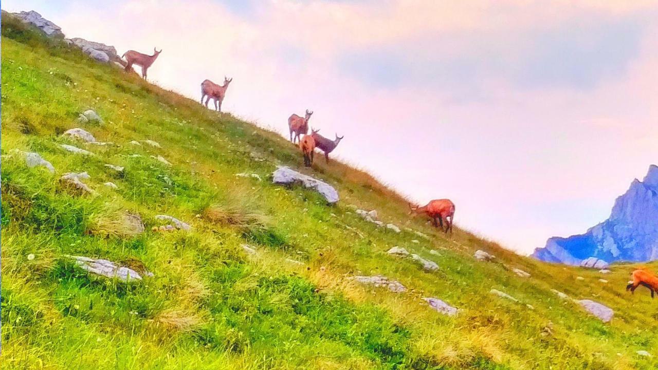 Apartments Durmitor Žabljak Zewnętrze zdjęcie